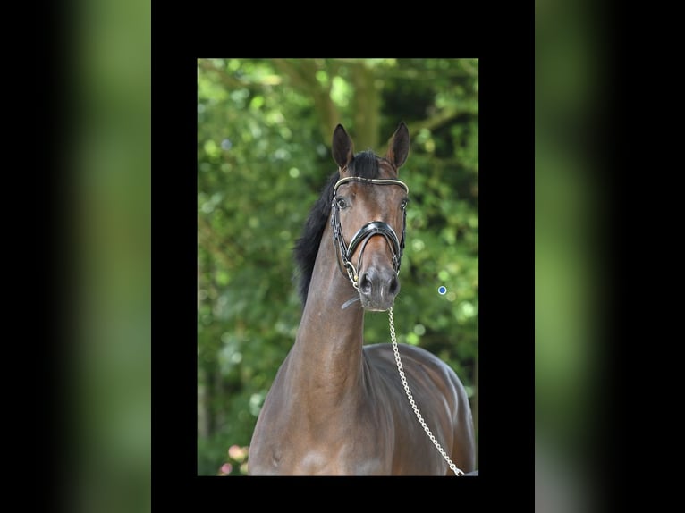 KWPN Mare 6 years 16 hh Brown in Bergen (NH)