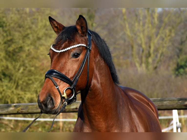 KWPN Mare 6 years 16 hh Brown in Neuss