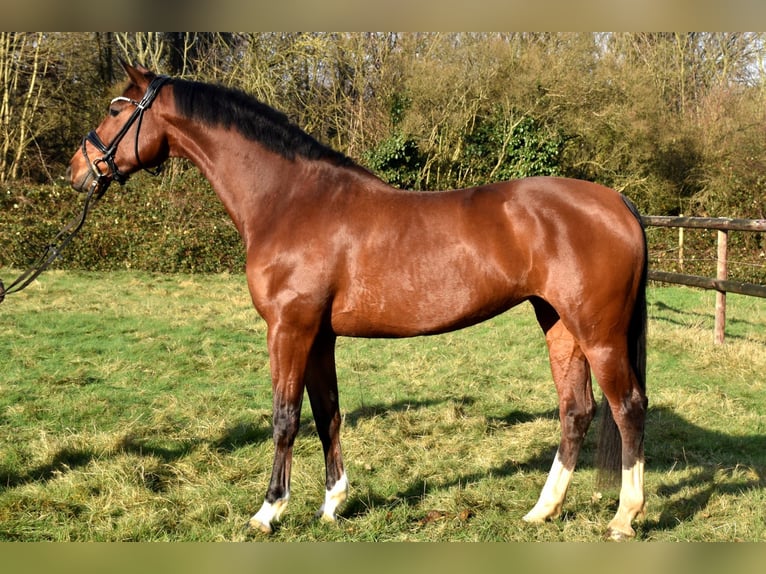 KWPN Mare 6 years 16 hh Brown in Neuss