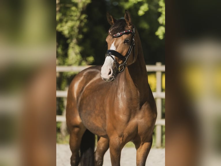 KWPN Mare 6 years 16 hh Brown in Feanwâlden