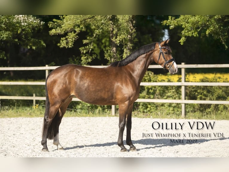 KWPN Mare 6 years 16 hh Brown in Feanwâlden