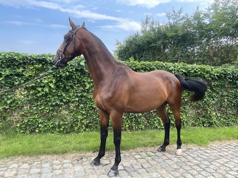 KWPN Mare 6 years 16 hh Brown in Haacht