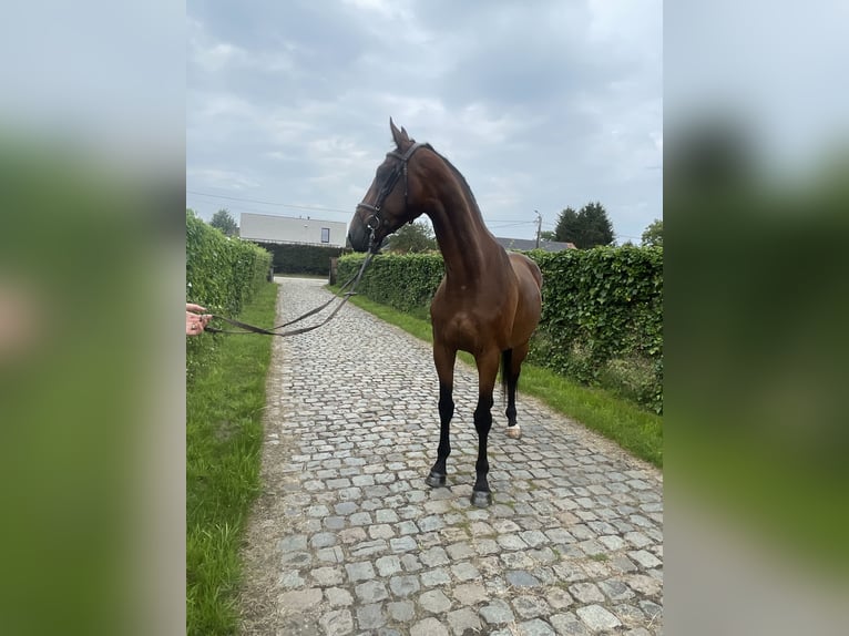 KWPN Mare 6 years 16 hh Brown in Haacht