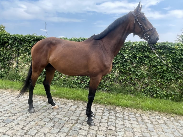 KWPN Mare 6 years 16 hh Brown in Haacht