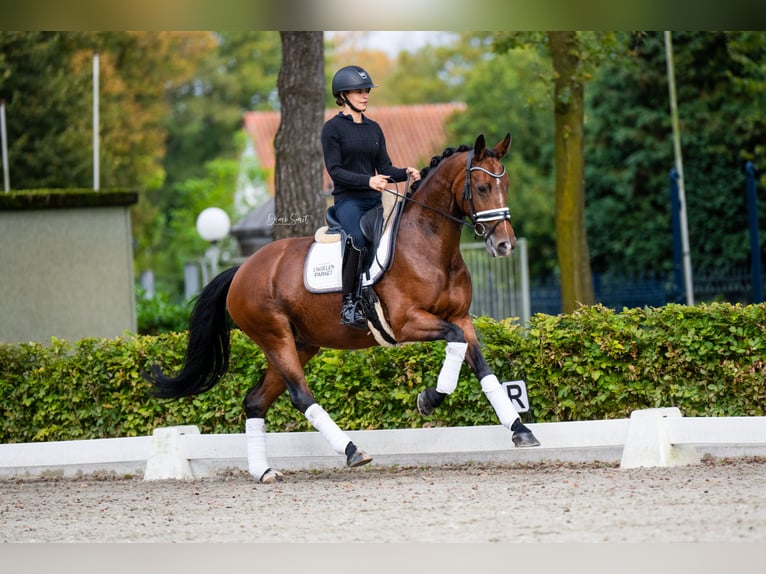 KWPN Mare 6 years 16 hh Brown in Weert