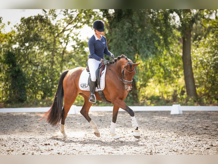 KWPN Mare 6 years 16 hh Brown in Wijdewormer