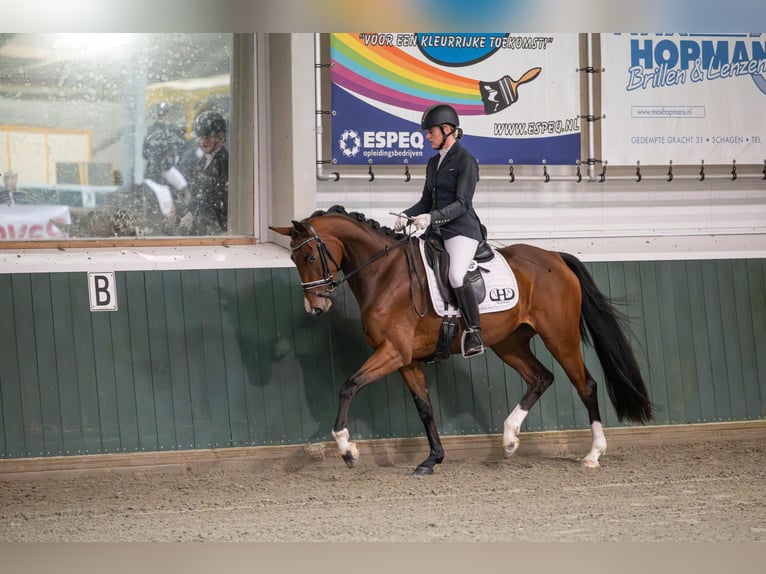 KWPN Mare 6 years 16 hh Brown in Wijdewormer