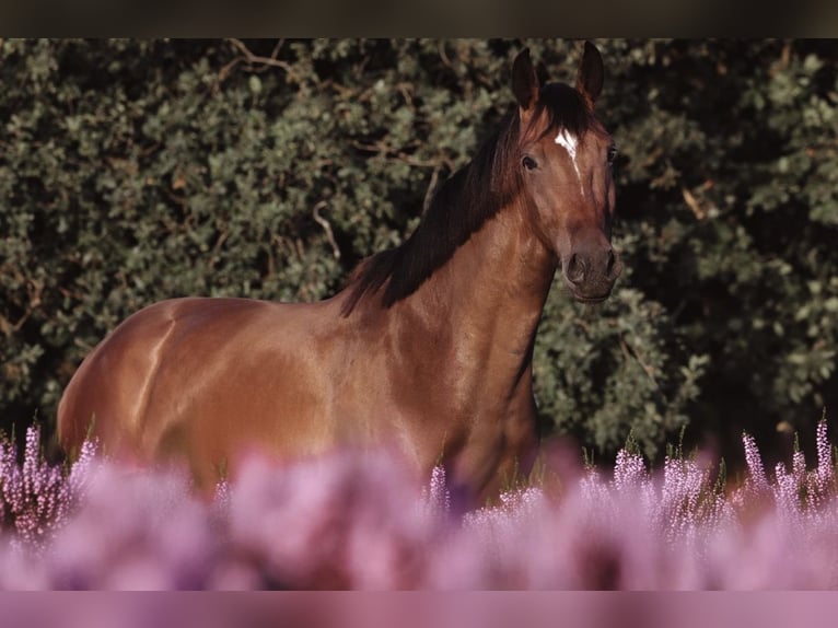 KWPN Mare 6 years 16 hh Brown in Papendrecht