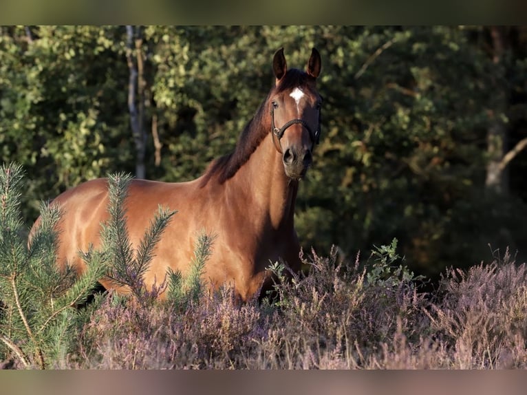 KWPN Mare 6 years 16 hh Brown in Papendrecht