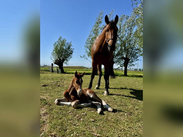 KWPN Mare 6 years 16 hh Brown in Giessenburg