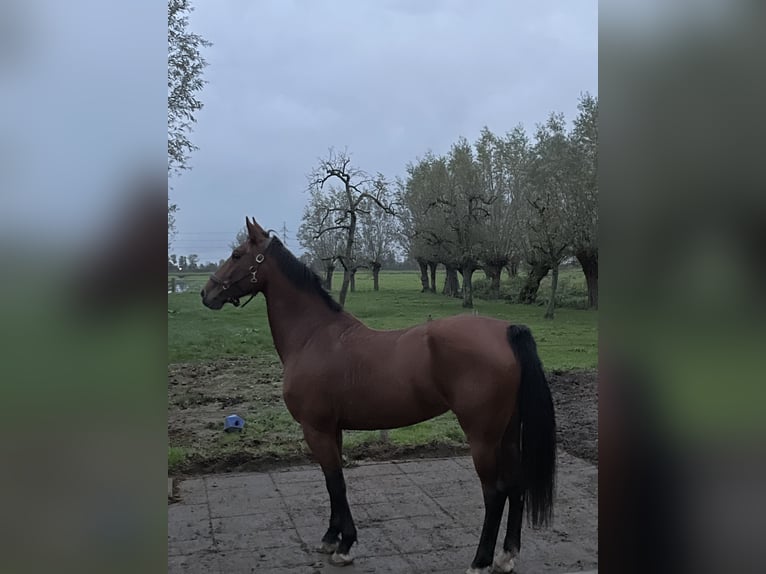 KWPN Mare 6 years 16 hh Brown in Giessenburg