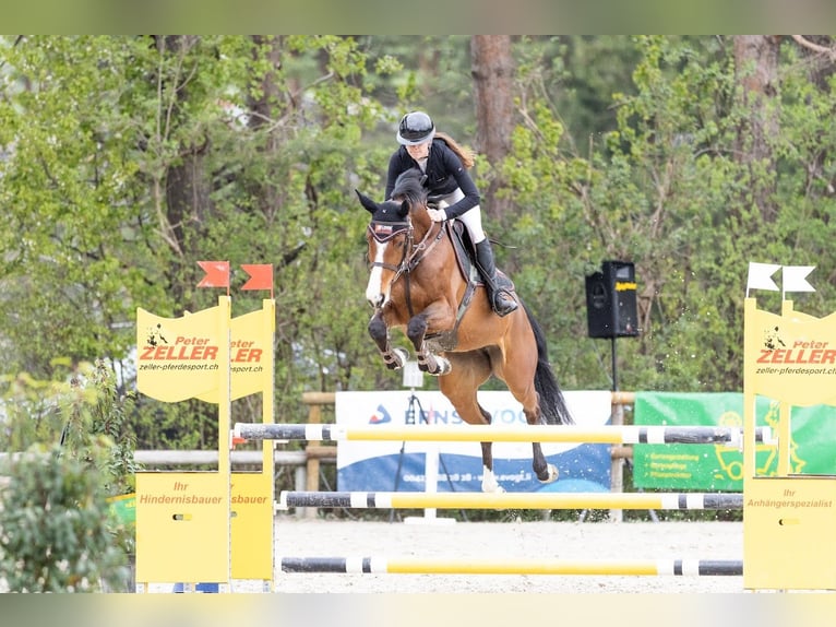KWPN Mare 6 years 16 hh Brown in Walzenhausen