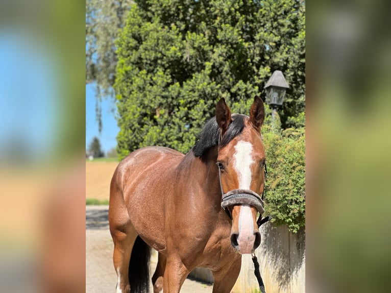 KWPN Mare 6 years 16 hh Brown in Königsbach-Stein