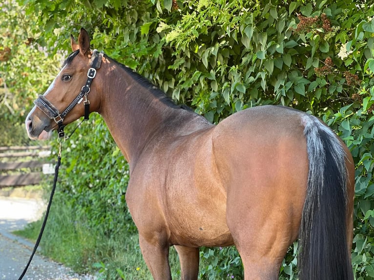KWPN Mare 6 years 16 hh Brown in Königsbach-Stein