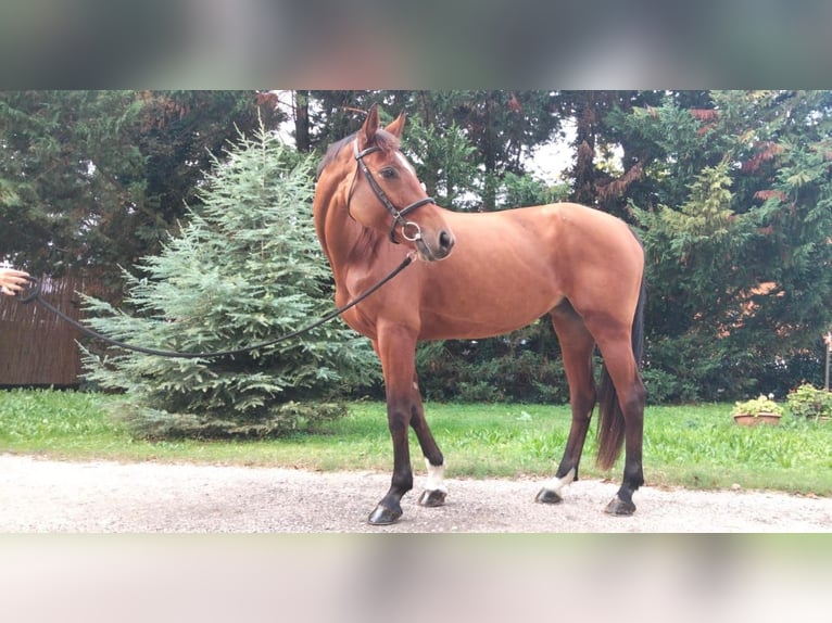 KWPN Mare 6 years 16 hh Brown in ARGENTA