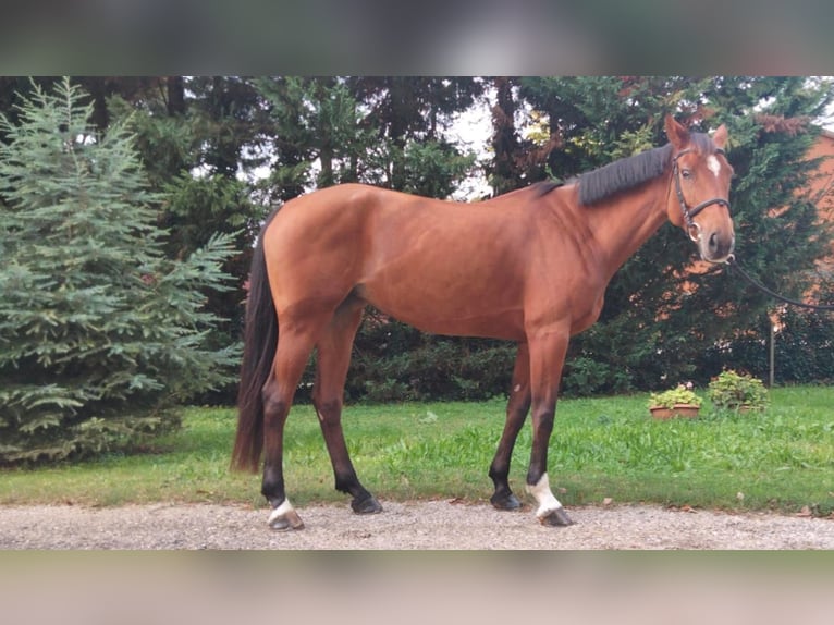 KWPN Mare 6 years 16 hh Brown in ARGENTA