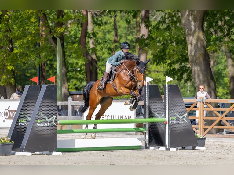 KWPN Mare 6 years 16 hh Brown in Maassluis