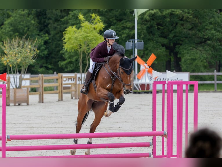 KWPN Mare 6 years 16 hh Brown in Maassluis
