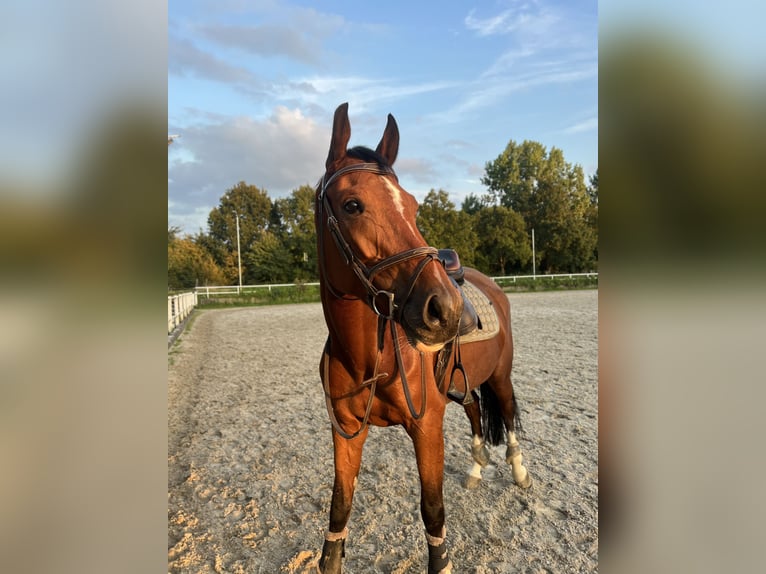 KWPN Mare 6 years 16 hh Brown in Maassluis