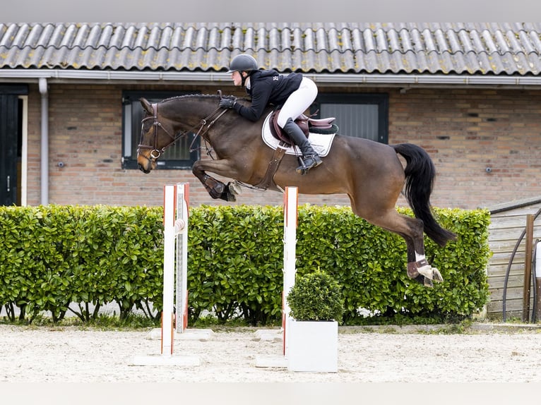 KWPN Mare 6 years 16 hh Brown in Waddinxveen