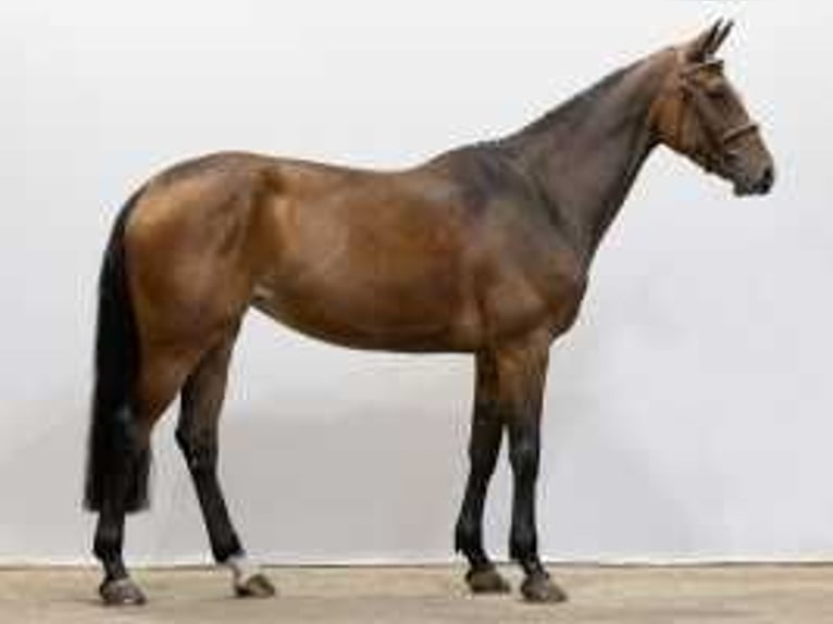 KWPN Mare 6 years 16 hh Brown in Waddinxveen