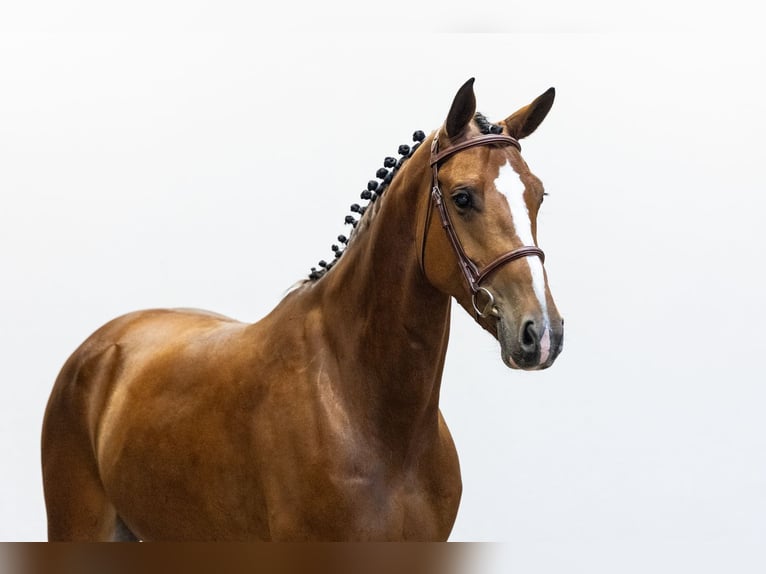 KWPN Mare 6 years 16 hh Brown in Waddinxveen