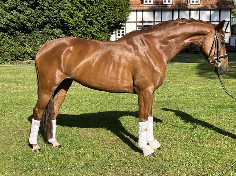 KWPN Mare 6 years 16 hh Chestnut-Red in Hamm