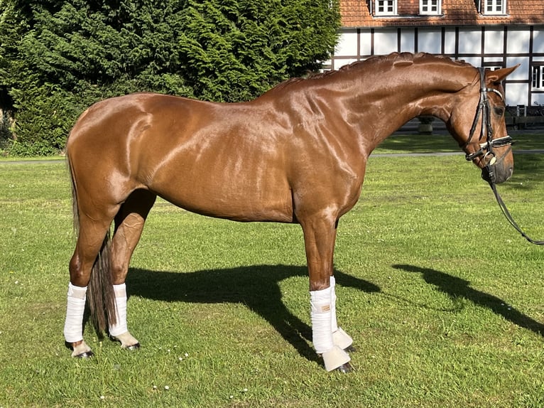 KWPN Mare 6 years 16 hh Chestnut-Red in Hamm