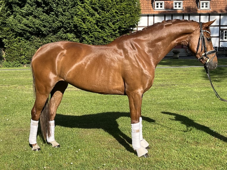 KWPN Mare 6 years 16 hh Chestnut-Red in Hamm