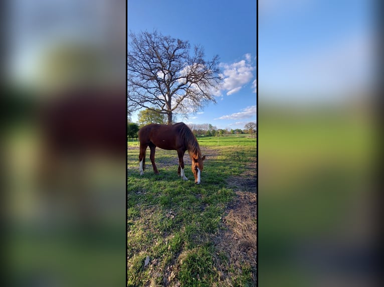 KWPN Mare 6 years 16 hh Chestnut-Red in Schwanewedesc