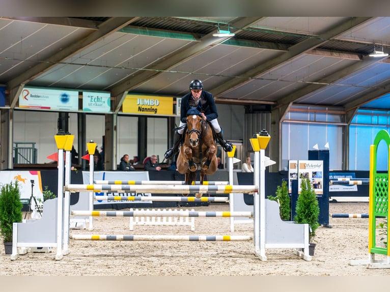 KWPN Mare 6 years 16 hh Chestnut-Red in Geesteren