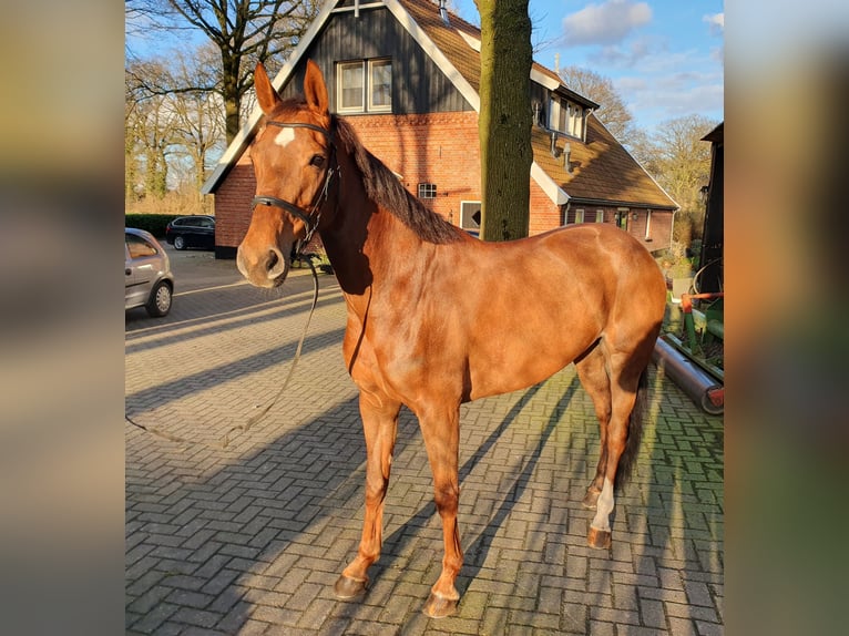 KWPN Mare 6 years 16 hh Chestnut-Red in Geesteren