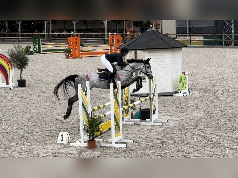 KWPN Mare 6 years 16 hh Gray-Dapple in Helmond