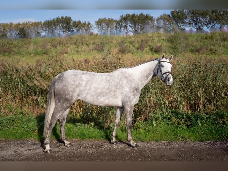 KWPN Mare 6 years 16 hh Gray in Ouderkerk aan de Amstel