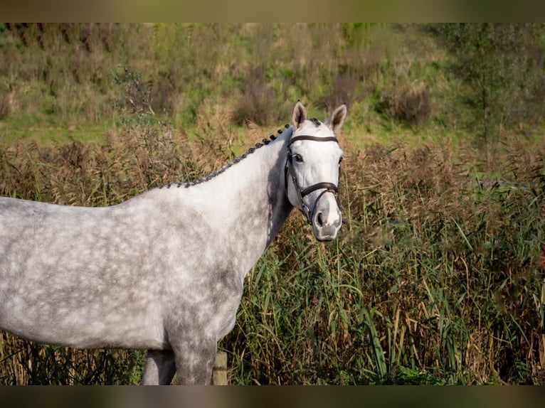 KWPN Mare 6 years 16 hh Gray in Ouderkerk aan de Amstel