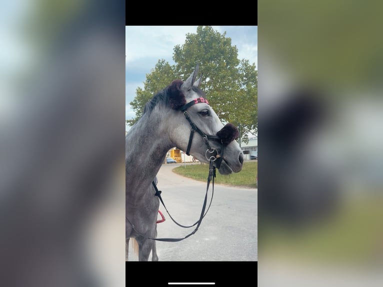 KWPN Mare 6 years 16 hh Grey-Dapple in Au am Leithaberge