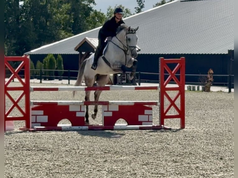 KWPN Mare 6 years 16 hh Grey-Dapple in Enschede