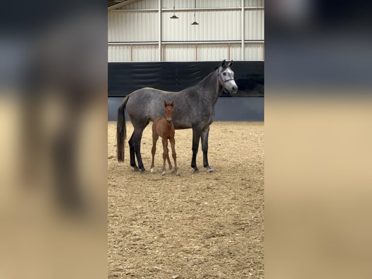 KWPN Mare 6 years 16 hh Grey-Dapple in Enschede