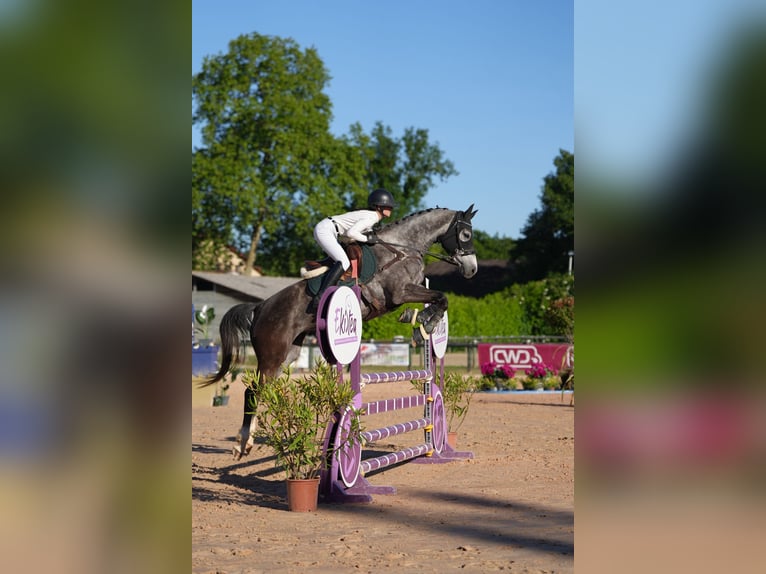 KWPN Mare 6 years 16 hh Grey in Viriat