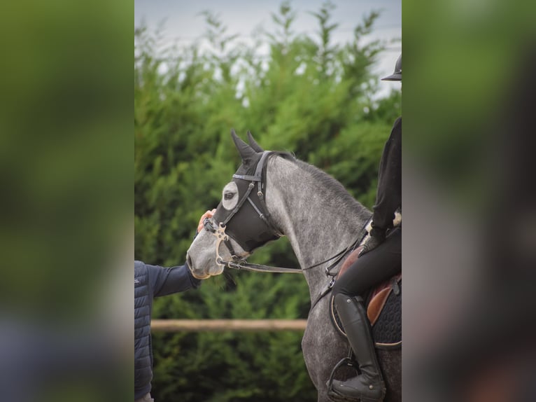 KWPN Mare 6 years 16 hh Grey in Viriat