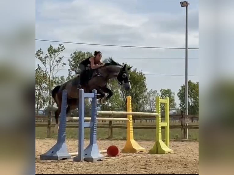 KWPN Mare 6 years 16 hh Grey in Viriat
