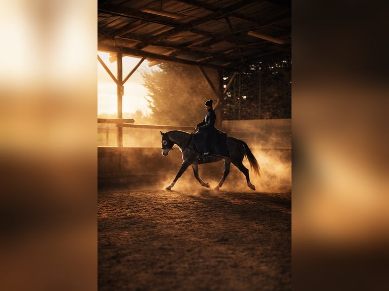 KWPN Mare 6 years 16 hh Grey in Viriat