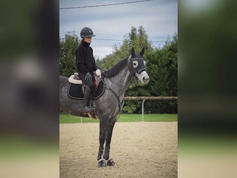 KWPN, Mare, 6 years, 16 hh, Grey