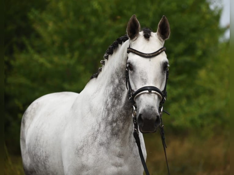 KWPN Mare 6 years 16 hh in Bekesszentandras