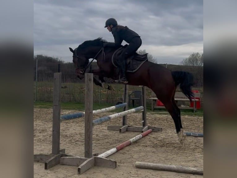 KWPN Mare 6 years 16 hh  in Niederdorf