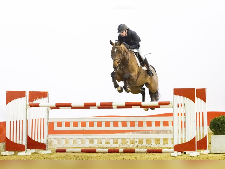 KWPN Mare 6 years 16 hh  in Waddinxveen