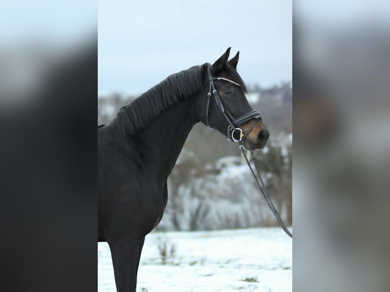 KWPN Mare 6 years 16 hh Smoky-Black in Freiburg im Breisgau