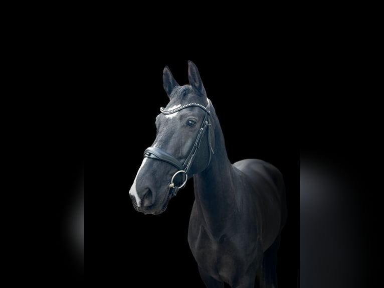 KWPN Mare 6 years 16 hh Smoky-Black in Ennigerloh