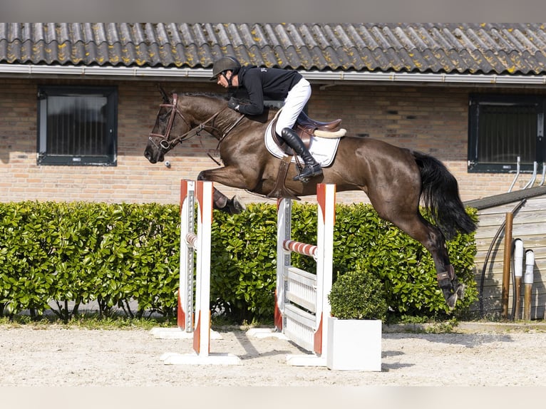KWPN Mare 6 years 16 hh Smoky-Black in Waddinxveen