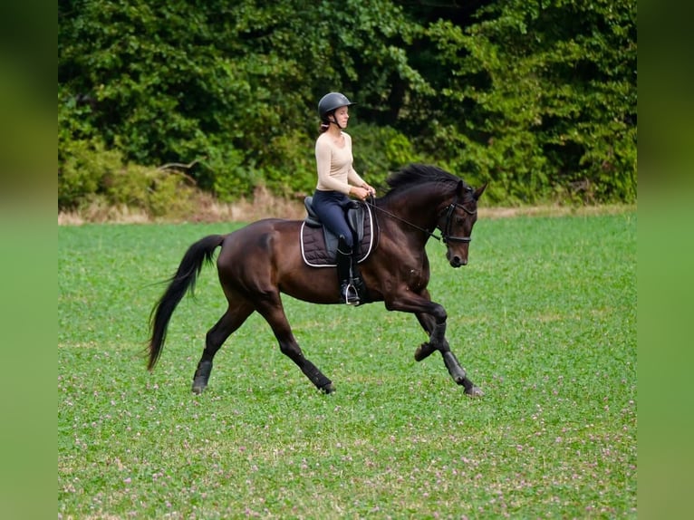 KWPN Mare 6 years 16,1 hh Bay-Dark in Notre dame de livaye